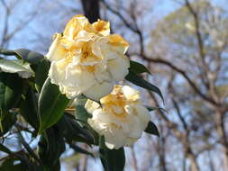 Image of camellia