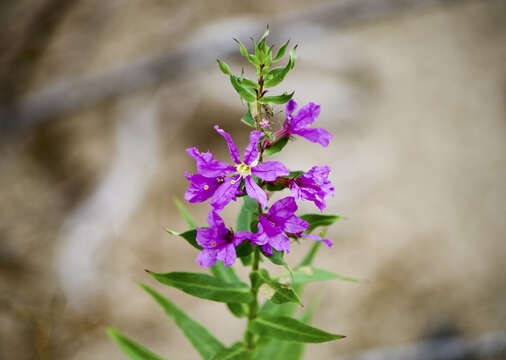 Plancia ëd Lythrum salicaria L.