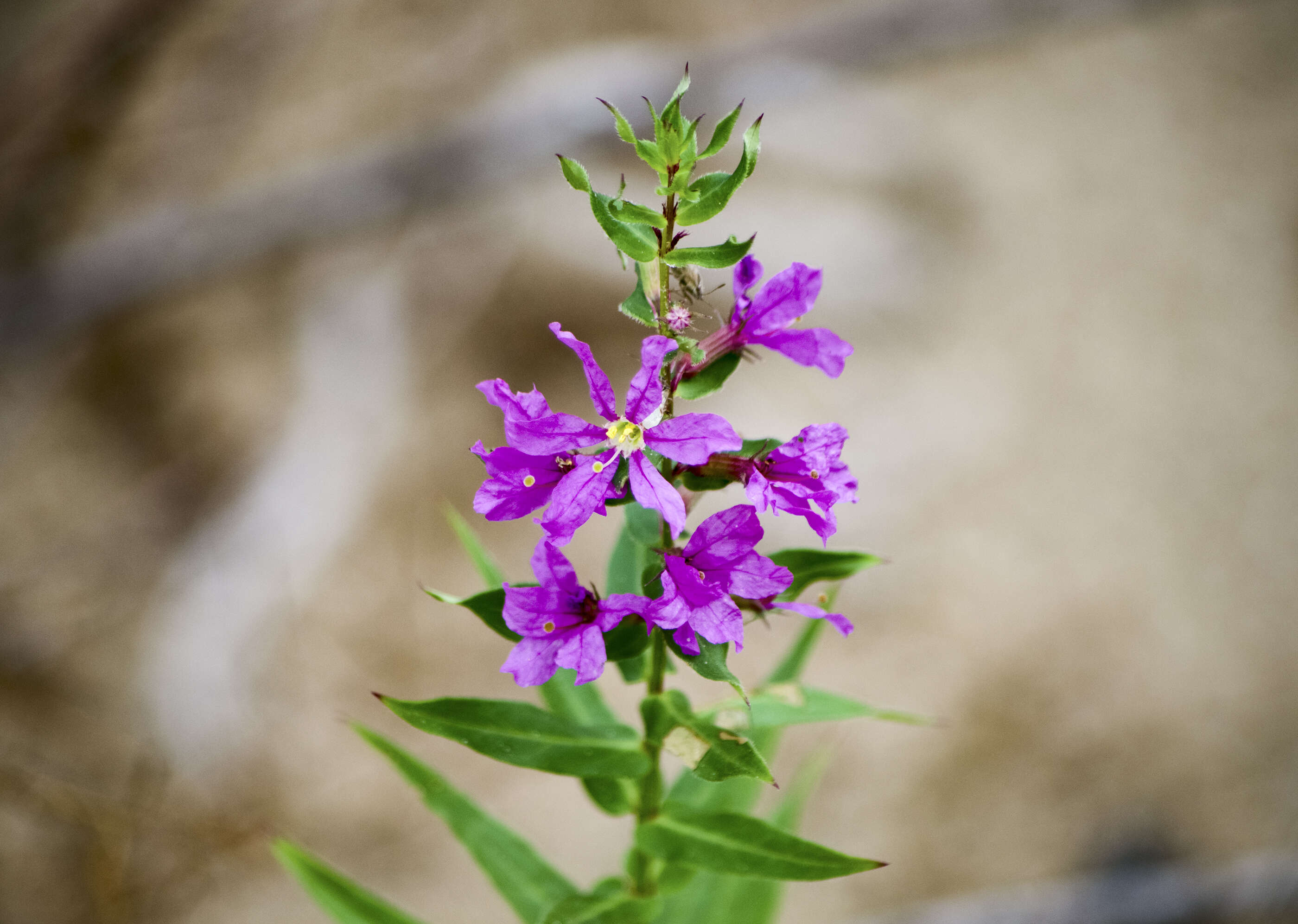 Image of loosestrife