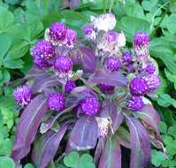 Image of globe amaranth