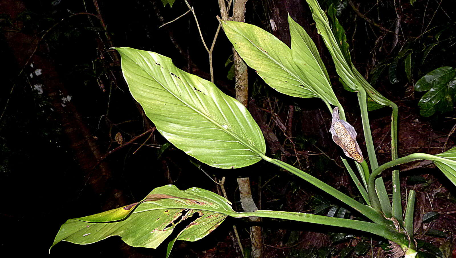 Image of Adanson's monstera