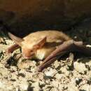 Image of Pallid Bat