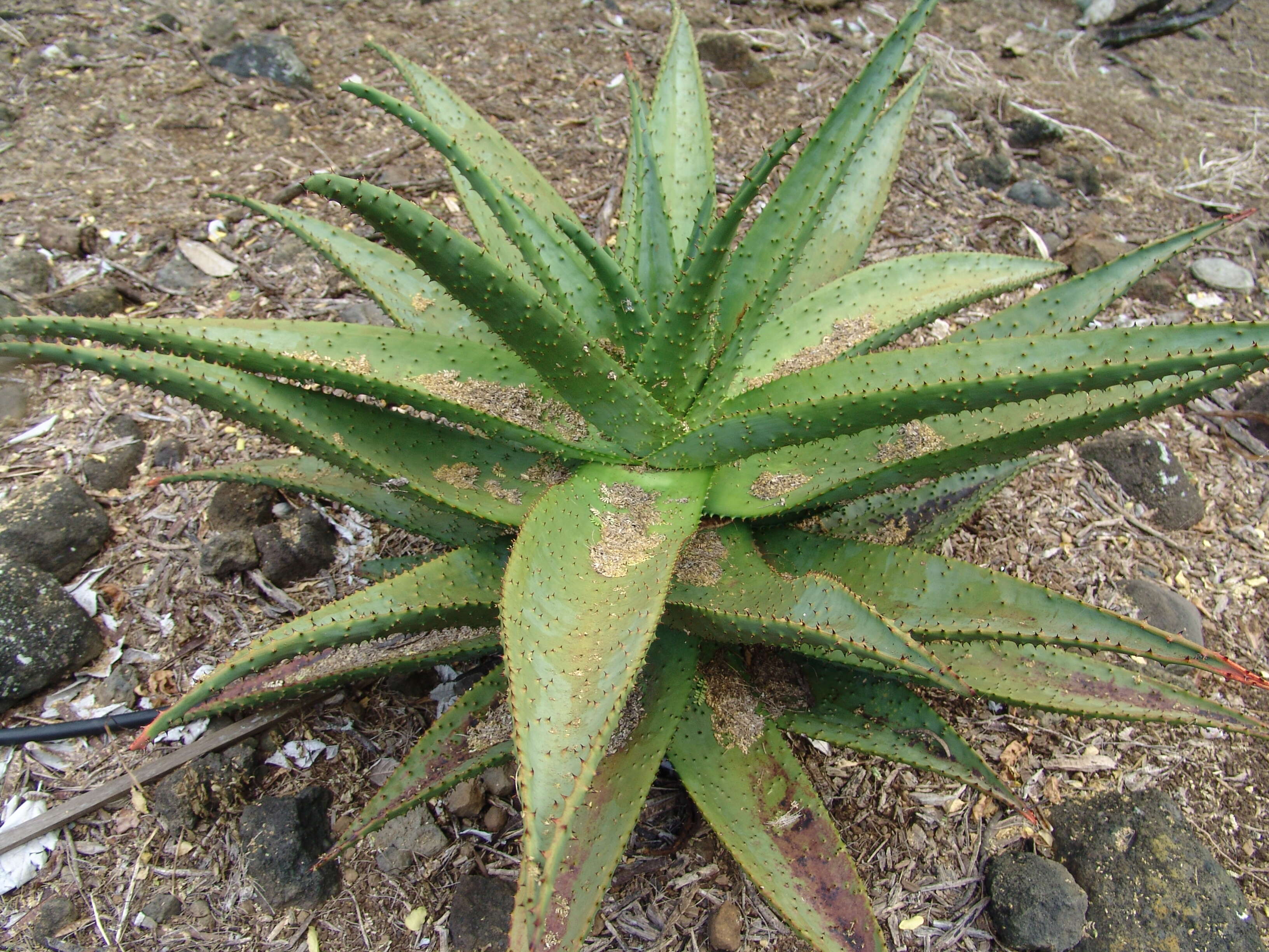 Image of Mountain aloe