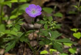 Image of geranium