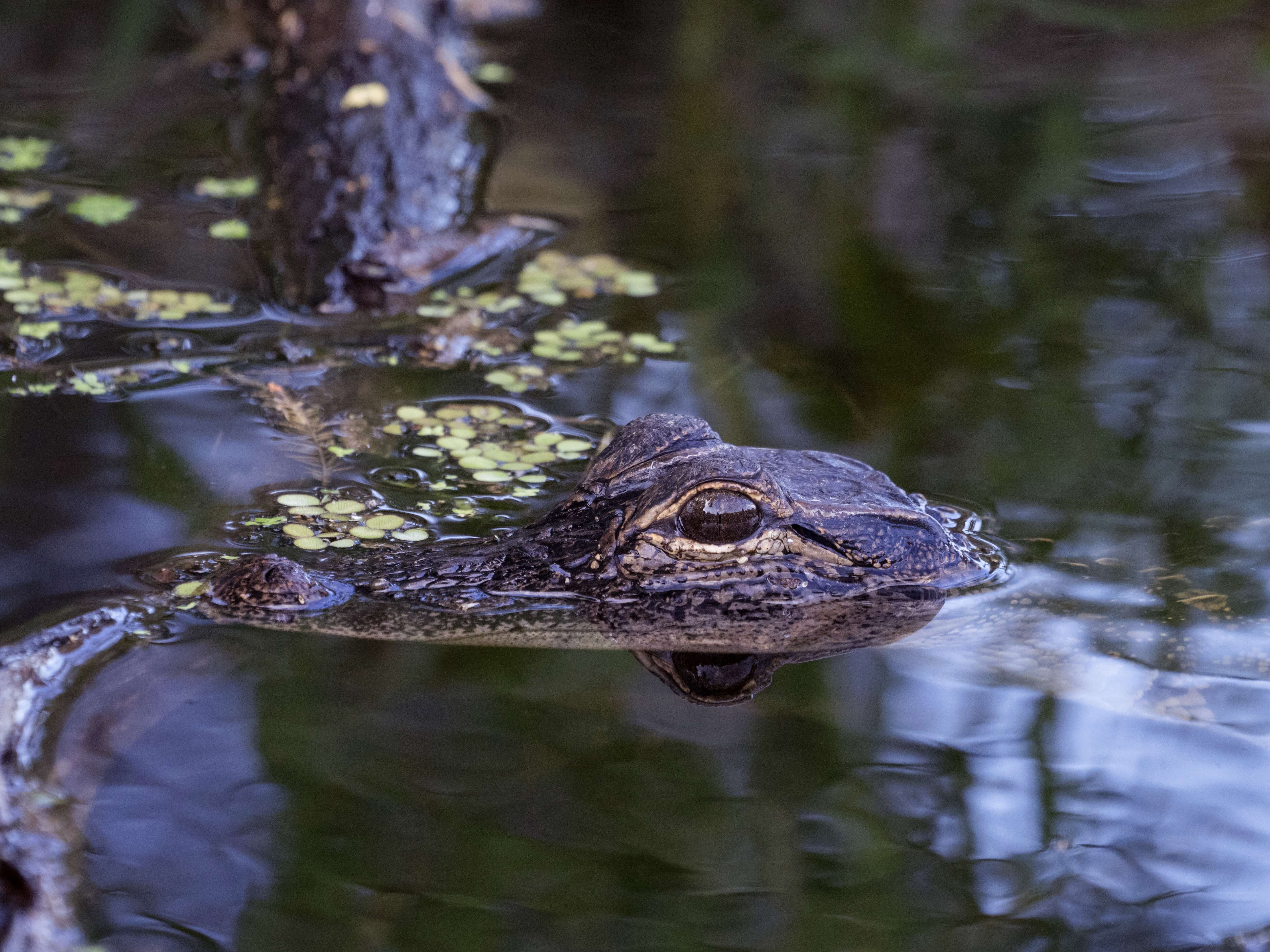 Image of Alligator