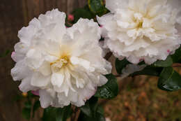 Image of camellia