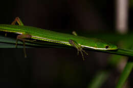 Image of Grass lizards