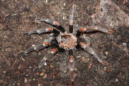 Image of Mexican flameknee tarantula