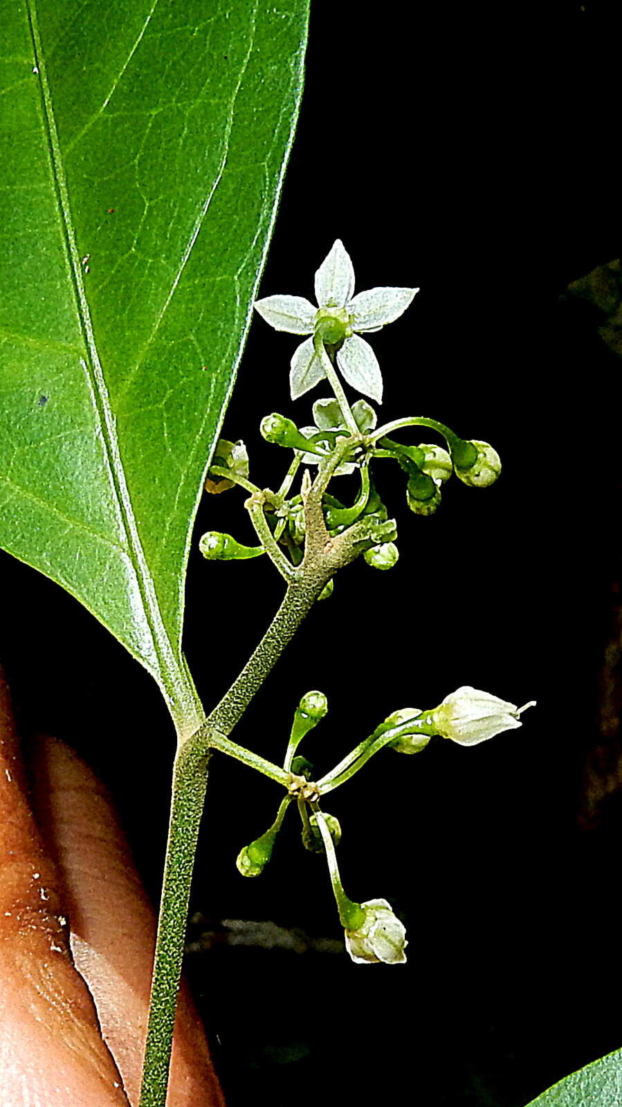 Image of Solanum bahianum S. Knapp