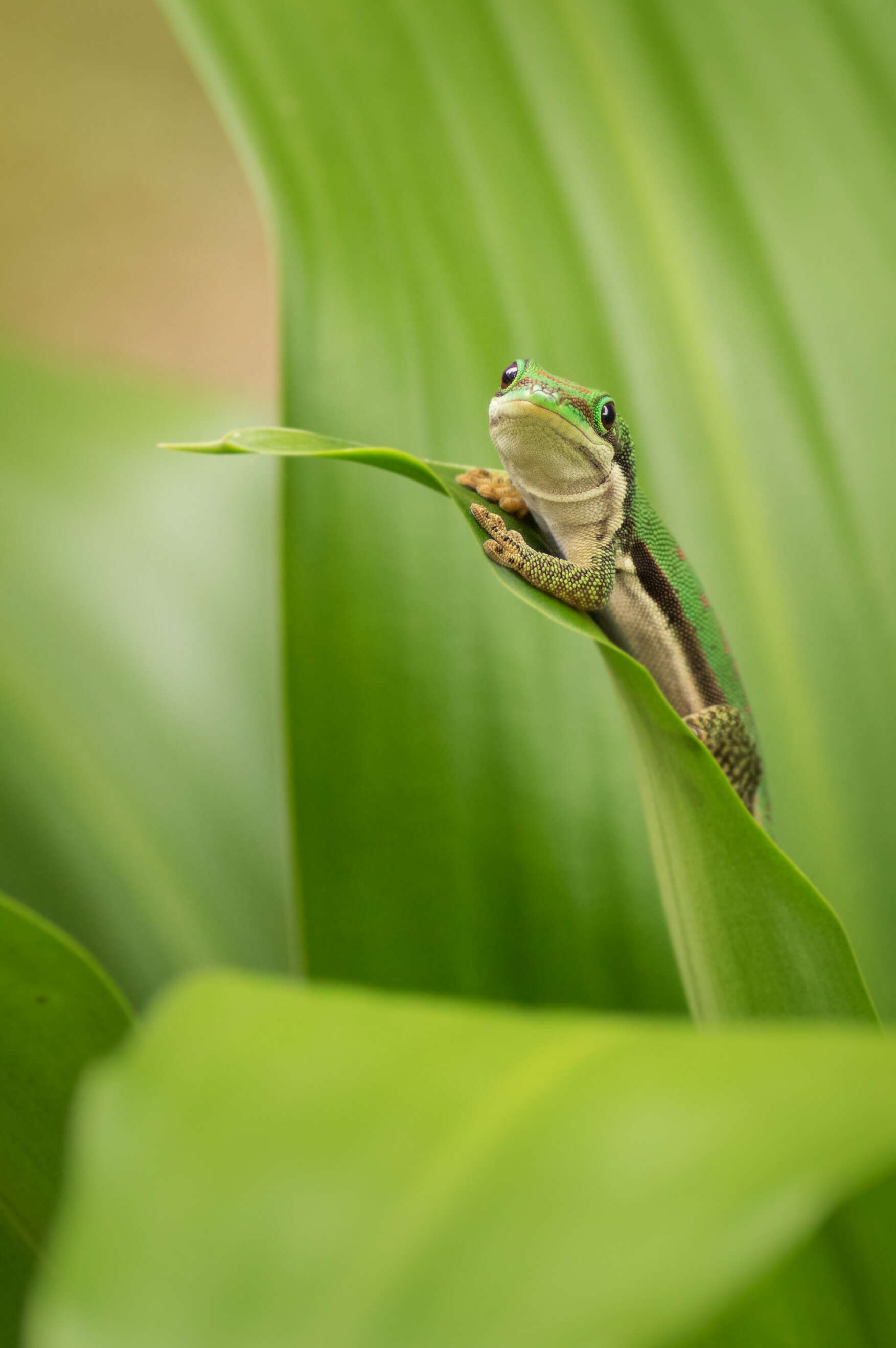 Image of Phelsuma