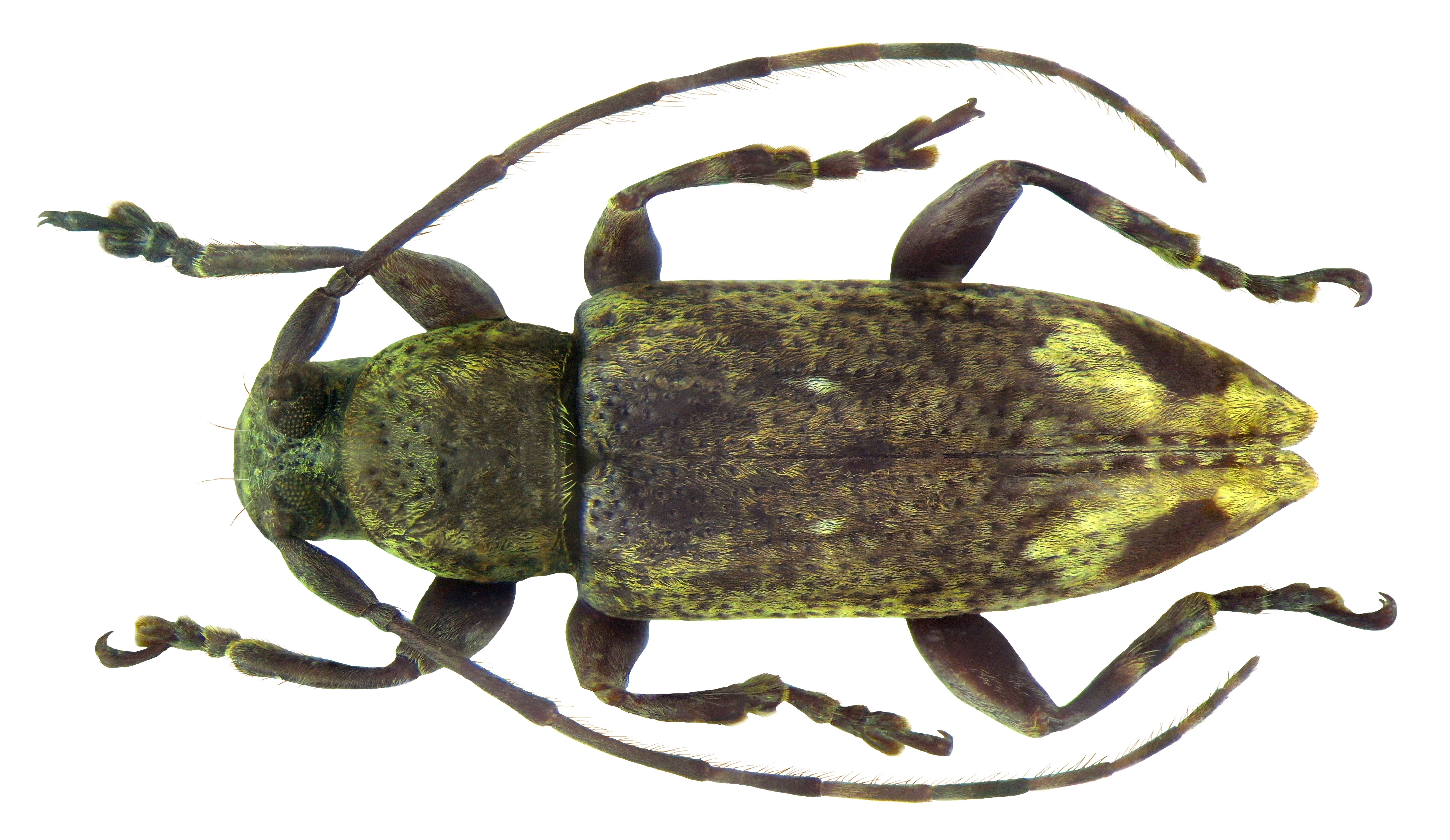 Image of Mycerinopsis