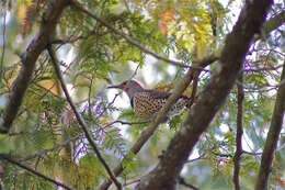 Image of Northern Flicker