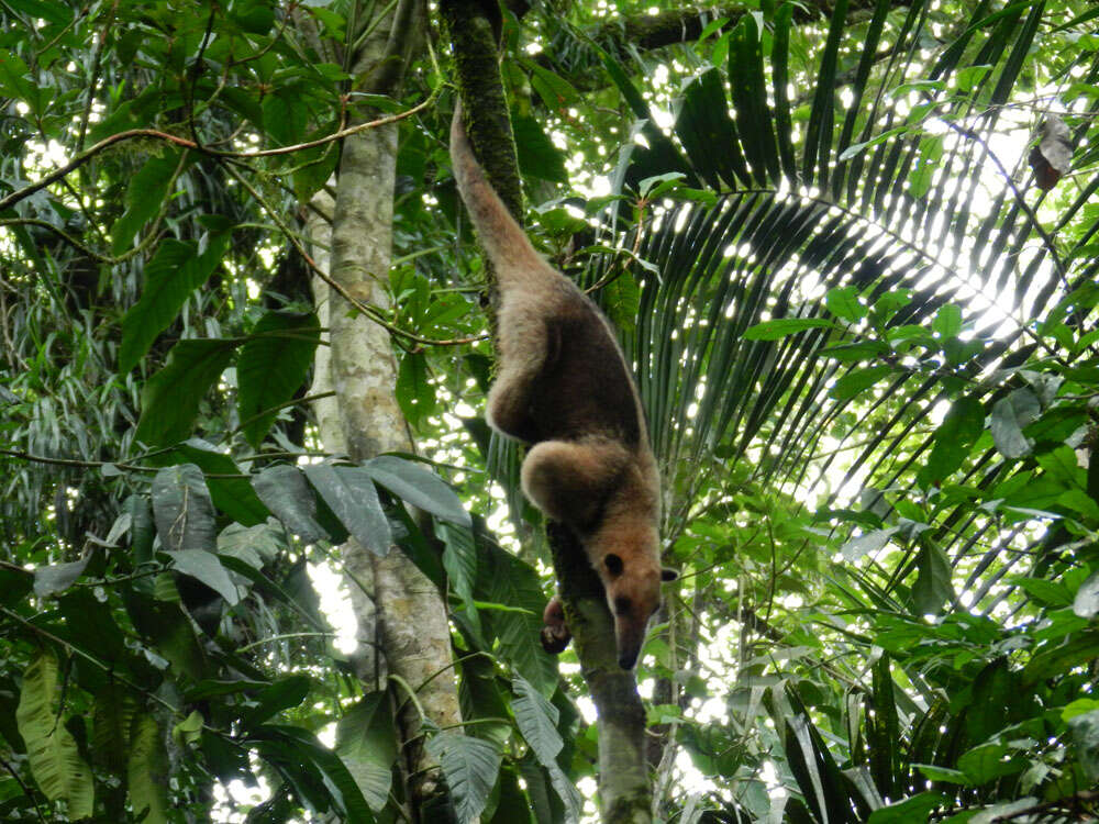 Image of Tamandua Gray 1825