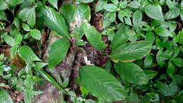 Image de Goeppertia brasiliensis (Körn.) Borchs. & S. Suárez