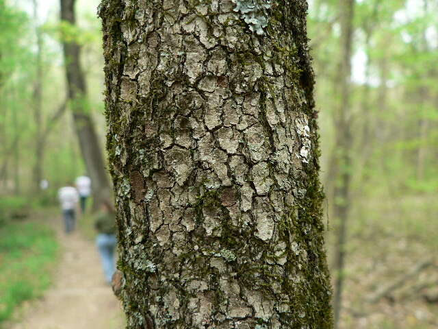 Image of dogwoods