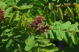 Image of California Indigobush