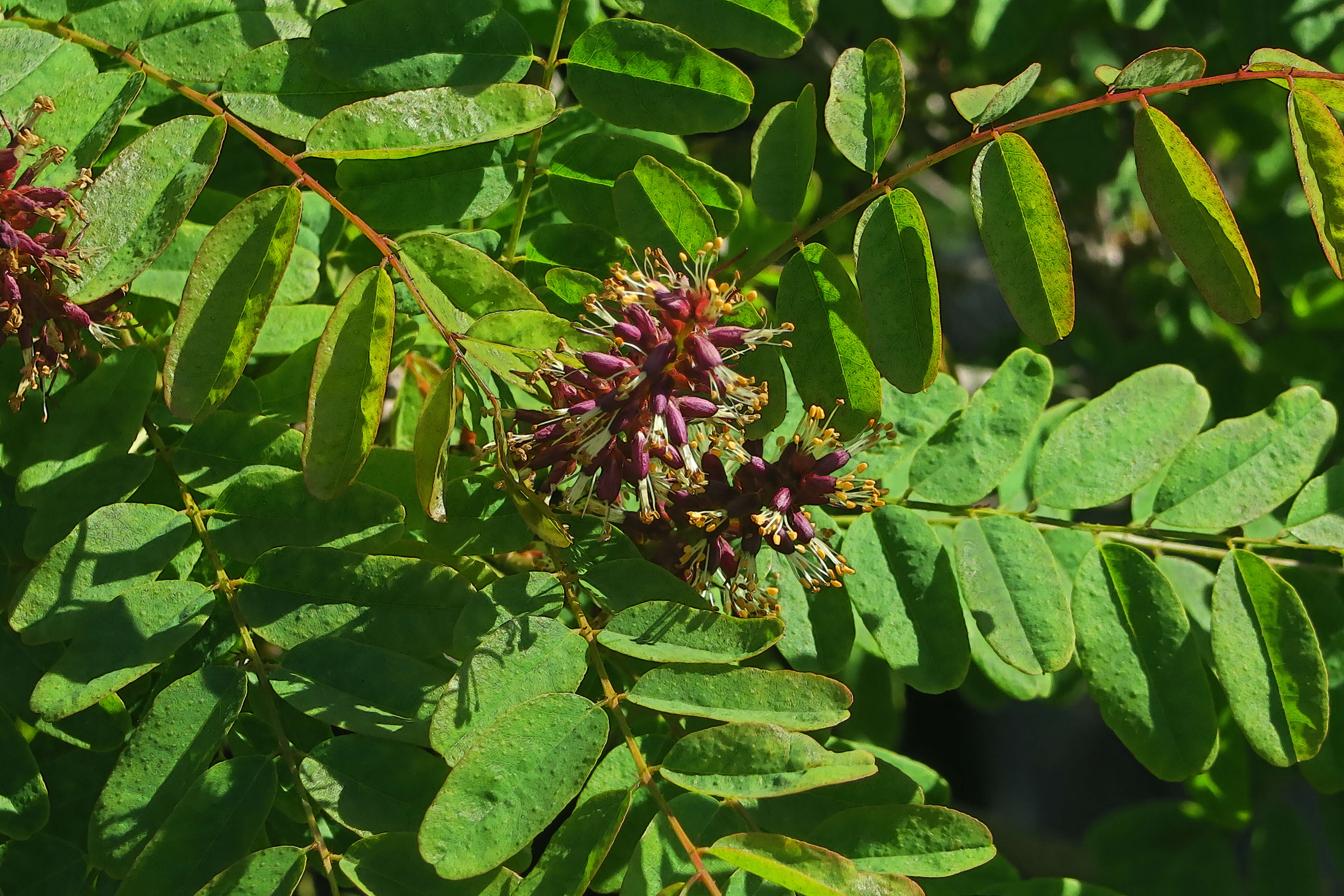 Image of California Indigobush