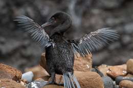 Plancia ëd Phalacrocorax harrisi Rothschild 1898