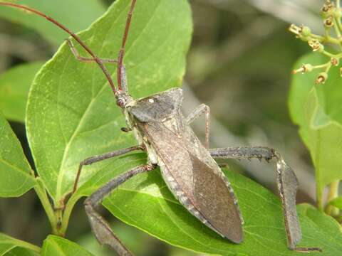 Image of Acanthocephala