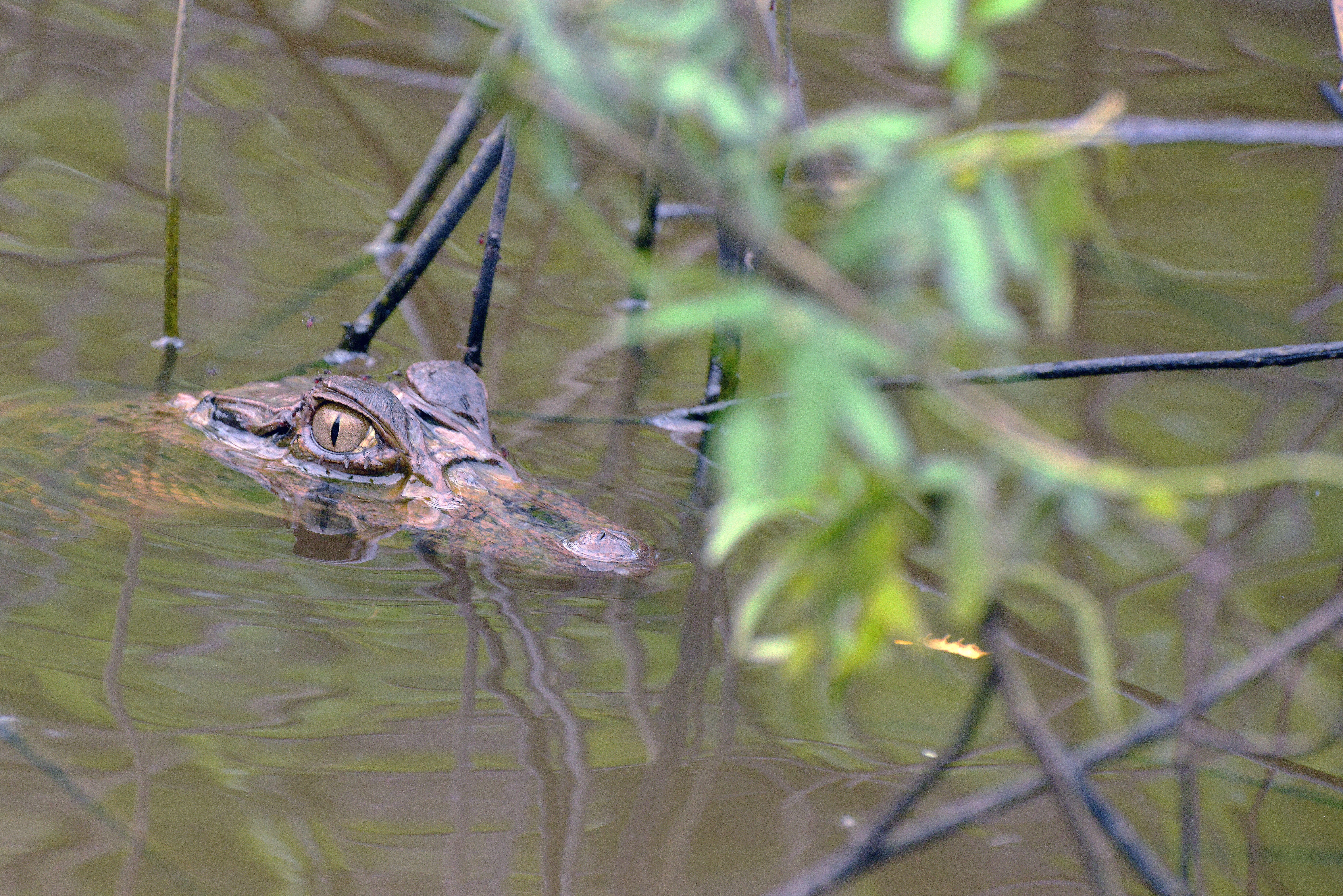 Image of Common Caiman