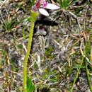 Image of Eriochilus scaber subsp. scaber