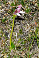 Eriochilus scaber subsp. scaber的圖片