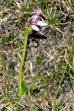 Image of Eriochilus scaber subsp. scaber