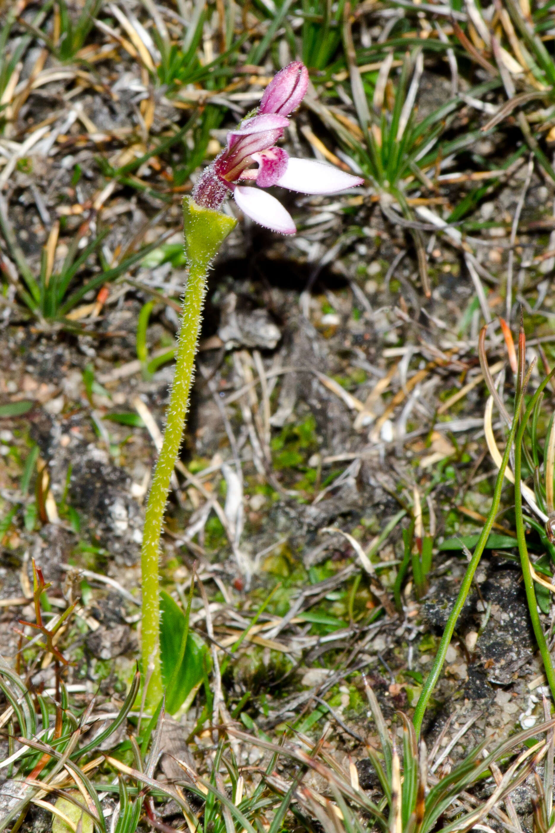 Image of Bunny orchids