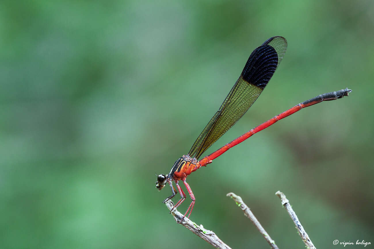 Image of damselflies