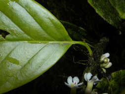 Image of Schlegelia parviflora (Oerst.) Monach.