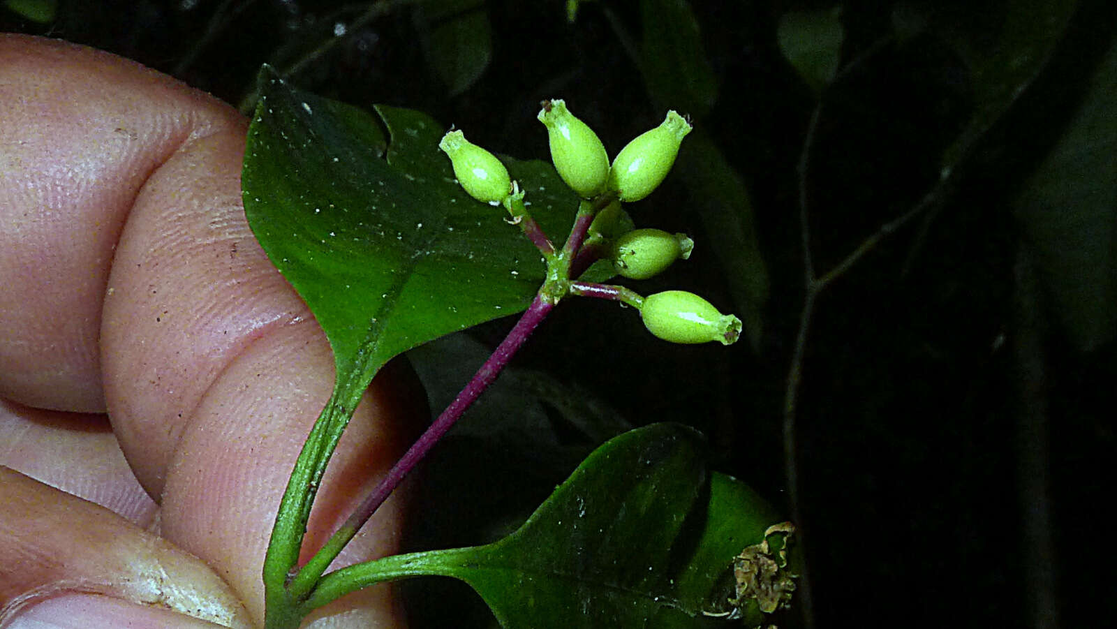 Image of Nyctagynaceae