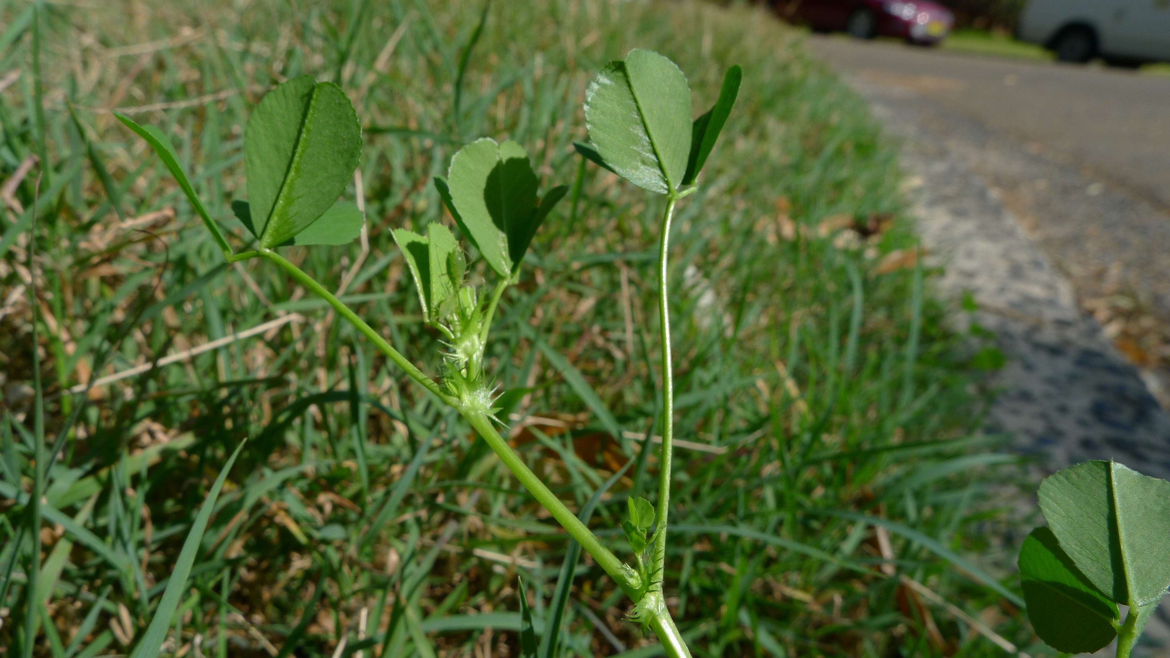 Image of Medick