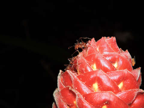 Image of Costus ricus Maas & H. Maas