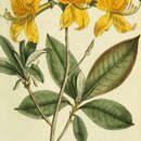 Sarı çiçekli ormangülü resmi