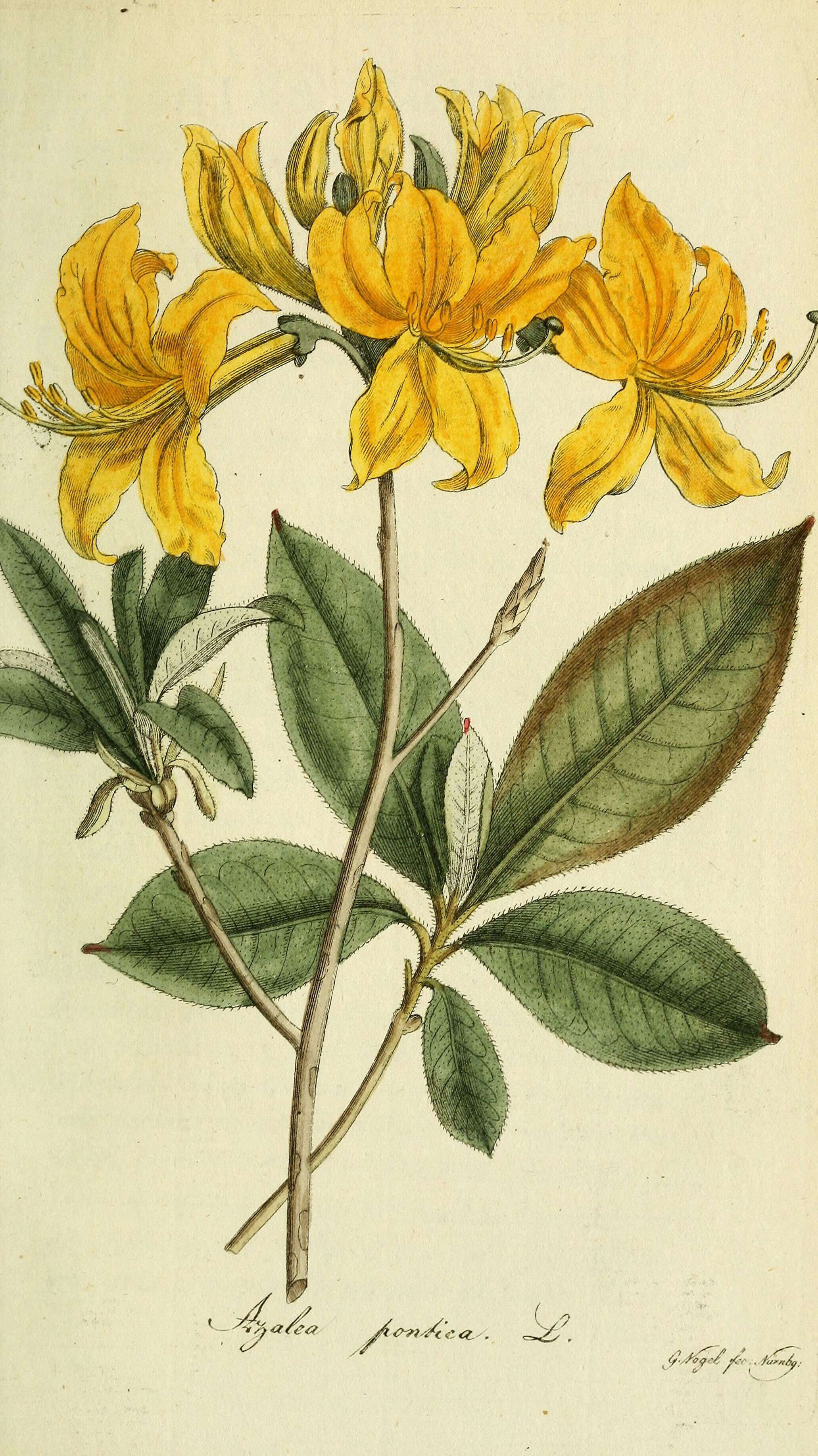 Image of Yellow Azalea