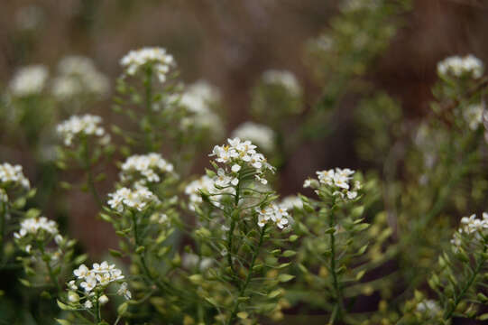 Image of Peppercresses