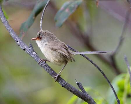 Image of Variegated Fairy-wren