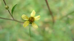 Image of Bidens subalternans DC.