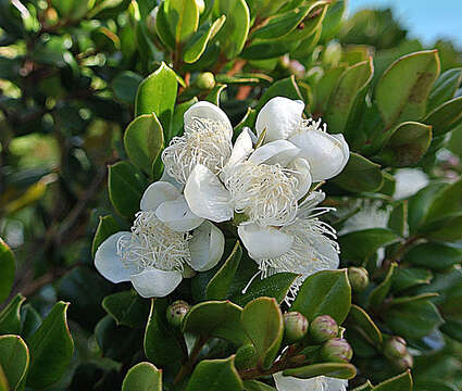 Sivun Luma apiculata (A. P. de Candolle) Burret kuva