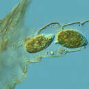 Image of Tetrahymena Furgason 1940