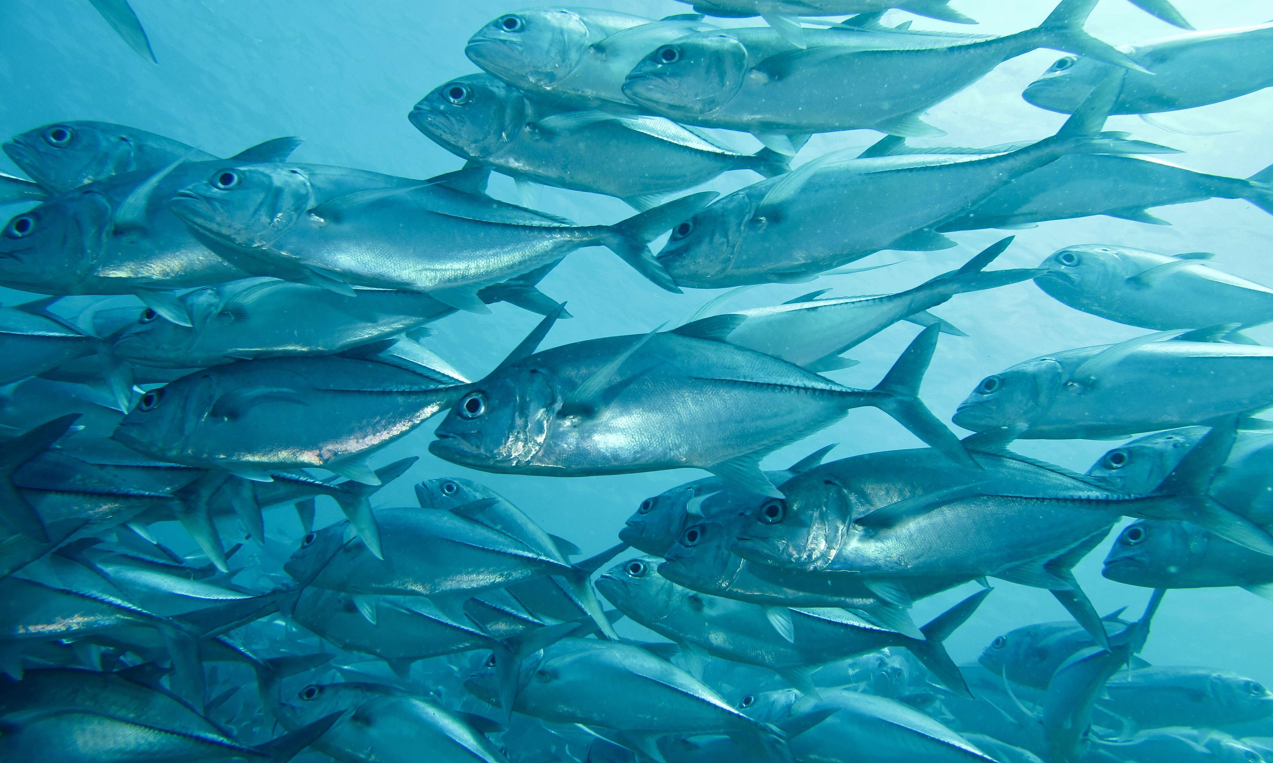 Image of Big-eye trevally