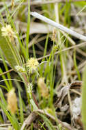 Image of rigid sedge