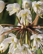 Image of Lady's leek