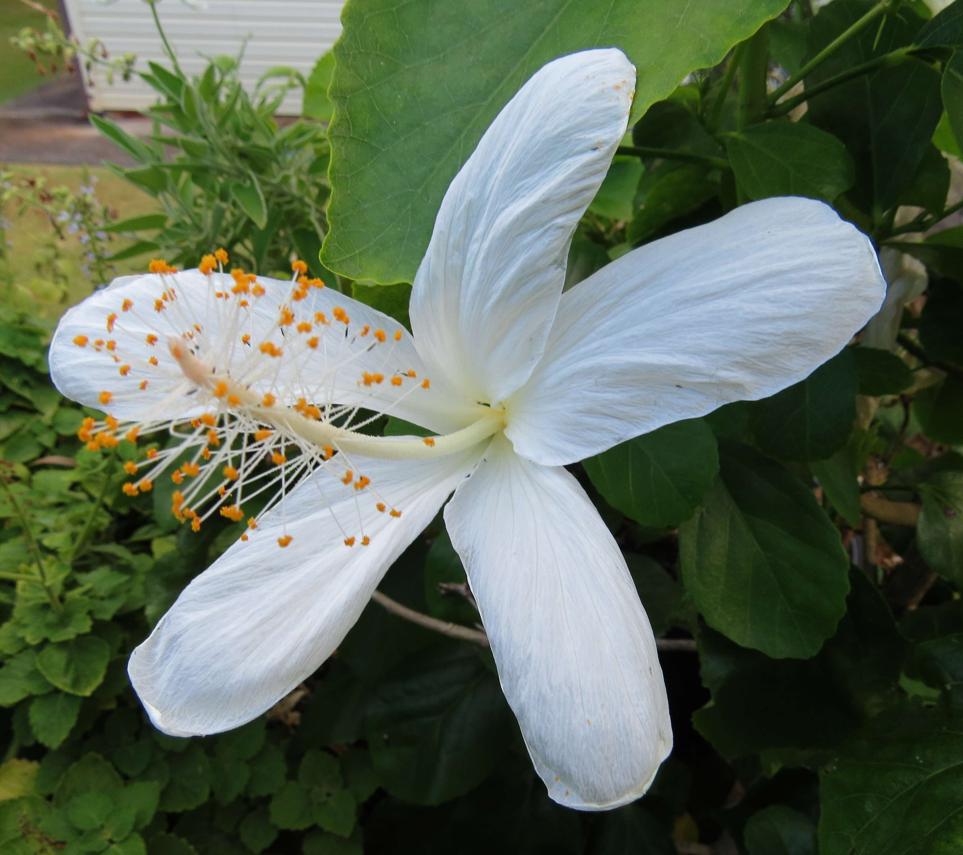 Image of Native Hawaiian White Hibiscus