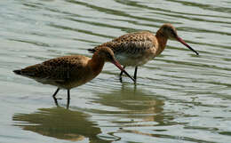 Image of Limosa Brisson 1760