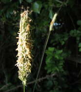 Image of Foxtail Grass