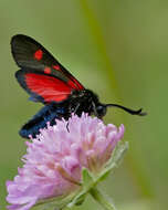 Image of Zygaena