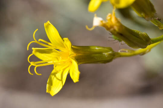 Image of nakedstem hawksbeard