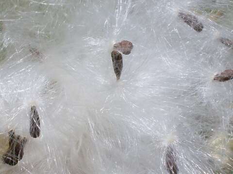 Image of Shrubby milkweed