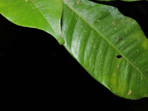 Image of Macrolobium costaricense W. C. Burger